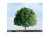 JTT 94261 Oak, 1-1/2, (4 per pack)