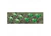JTT 95530 Broccoli & Cauliflower, 5/8 width, O-Scale, (20 per pack)