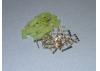 Mini Tamiya Connector Set 10prs