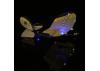 Night Vapor BNF