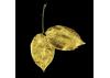 Guild Lane GILD Acrylic Gilding Enamel Paint, Gold (250ml Tin)