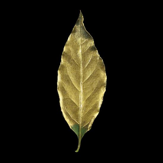 Guild Lane GILD Acrylic Gilding Enamel Paint, Gold (250ml Tin)