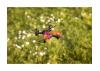 Carson X4 Quadcopter Angry Bug 2.0 100%rtf
