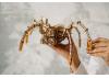 Wood Trick Space Spider
