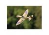 Top RC Spitfire 450mm NKK RTF