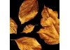 Guild Lane Super GILD Acrylic Gilding Enamel Paint, Burnt Copper (60ml)