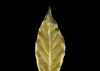 Guild Materials GILD Gilding Enamel Paint, Gold (60ml Jar)