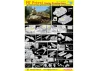 Dragon 1/35 M7 Priest Early Production