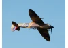 XFly Supermarine Spitfire Mk IX 1200mm - Bare Foam
